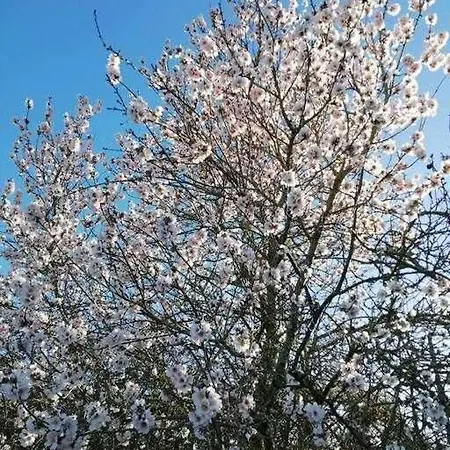 Casa La Veguetilla En San Mateo *
